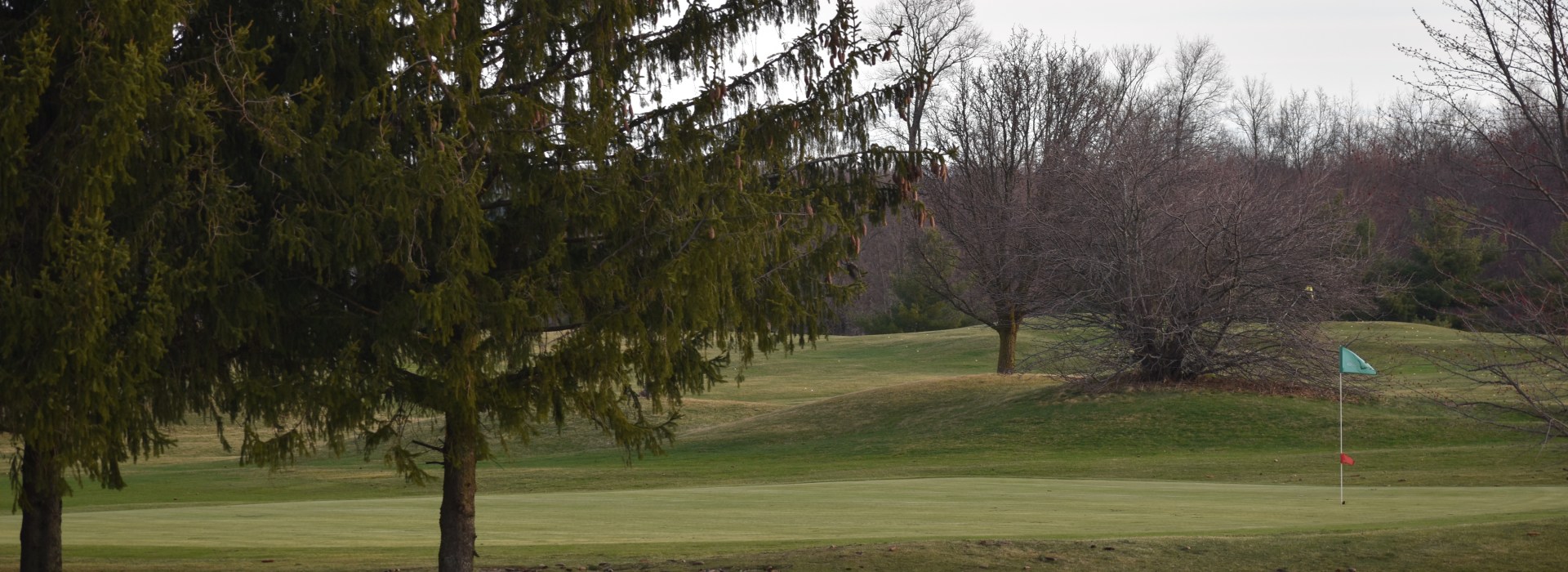Trees on golf course